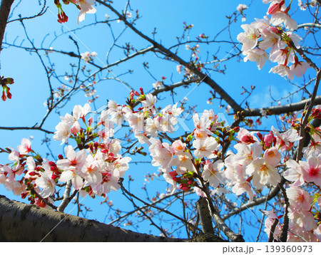 戸田桜づつみ（埼玉県戸田市）の2026年の桜の花の風景 139360973