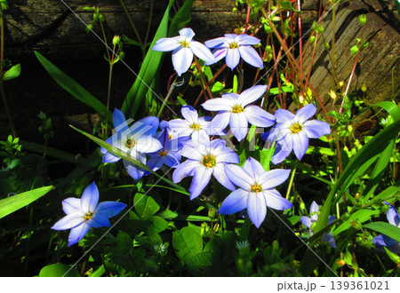 ハナニラのきれいな花の風景 ハナニラのきれいな花の風景 139361021