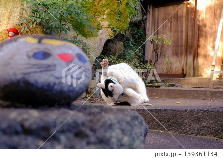 屋外で静かに過ごす猫の一場面 139361134