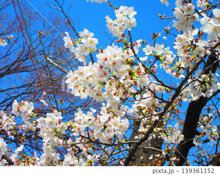 都立浮間公園の桜の花の風景（東京都北区・板橋区） 139361152