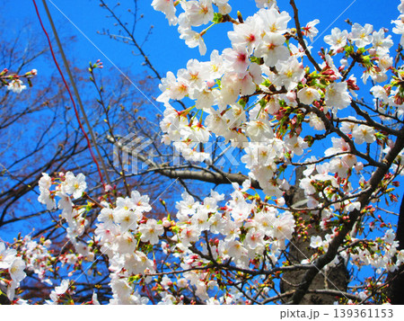 都立浮間公園の桜の花の風景（東京都北区・板橋区） 139361153