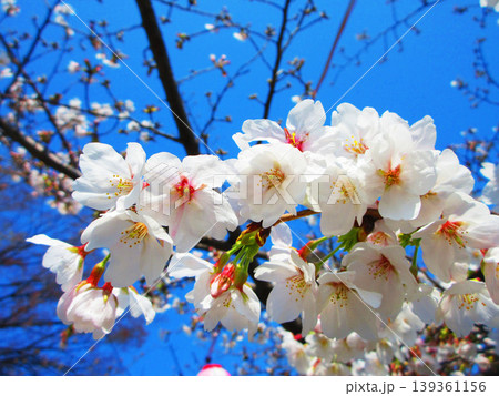 都立浮間公園の桜の花の風景（東京都北区・板橋区） 139361156
