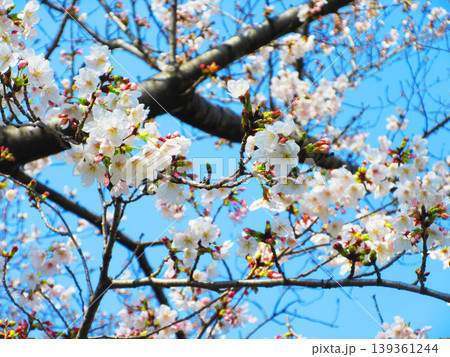 桜の花と青空の風景（2026年撮影） 139361244
