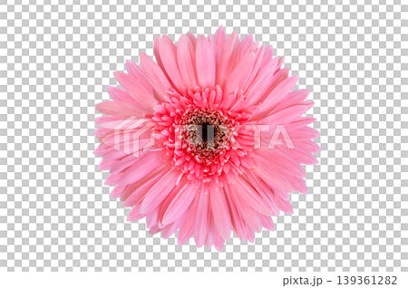 Vibrant Pink Gerbera Daisy Flower Head Isolated on Transparent Background PNG Vibrant Pink Gerbera Daisy Flower Head Isolated on Transparent Background PNG 139361282