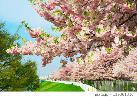 都市農業公園（東京都足立区）の芝川沿いのサイクリングロードの桜並木の風景 139361316
