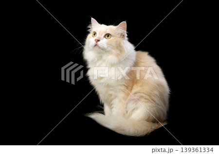 Persian cat, brown and white on a black background. 139361334