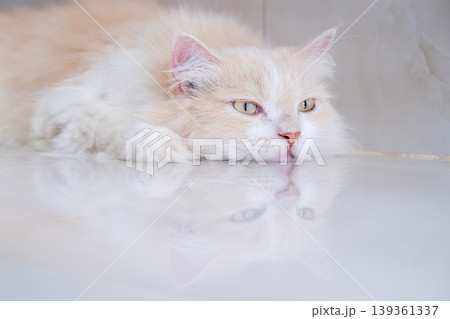 A brown and white Persian cat is sleeping on the floor. Cream Persian Cat Resting on Brown A brown and white Persian cat is sleeping on the floor. Cream Persian Cat Resting on Brown 139361337