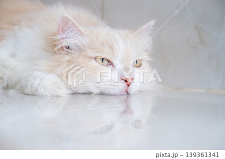 A brown and white Persian cat is sleeping on the floor. Cream Persian Cat Resting on Brown 139361341