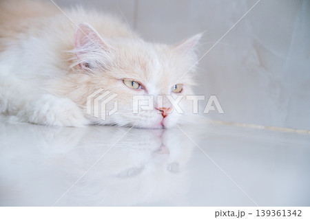 A brown and white Persian cat is sleeping on the floor. Cream Persian Cat Resting on Brown A brown and white Persian cat is sleeping on the floor. Cream Persian Cat Resting on Brown 139361342