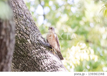 【野鳥】都市公園で休憩するツミのオス 【野鳥】都市公園で休憩するツミのオス 139361348