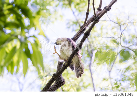 【野鳥】都市公園で羽繕いするツミのメス 【野鳥】都市公園で羽繕いするツミのメス 139361349