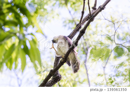 【野鳥】都市公園で羽繕いするツミのメス 139361350