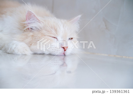A brown and white Persian cat is sleeping on the floor. Cream Persian Cat Resting on Brown 139361361