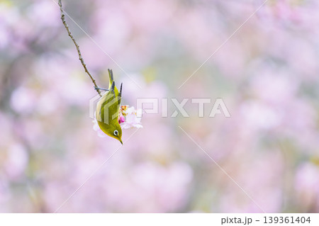 河津桜にとまるメジロ 139361404