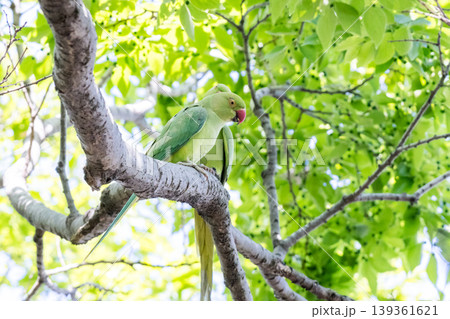 【野鳥】都市公園で野生化したワカケホンセイインコ 139361621