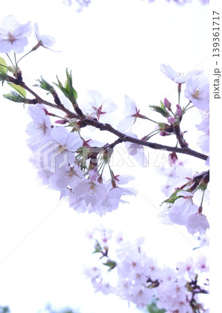 桜の花枝 桜の花枝 139361717