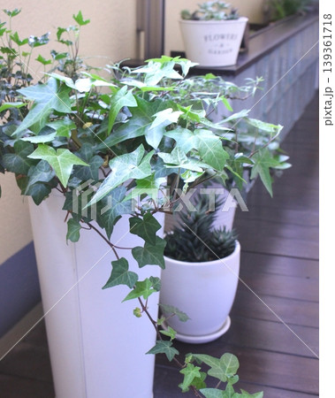 ベランダガーデンの植物たち ベランダガーデンの植物たち 139361718