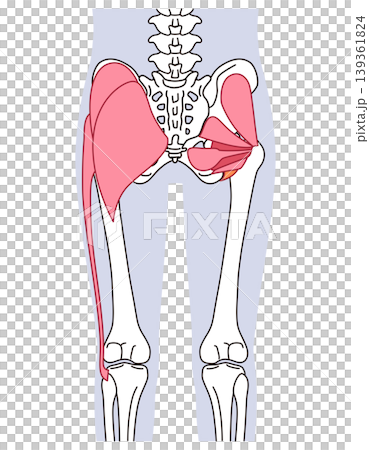 Buttocks and hip joint muscles: gluteus maximus, external rotator muscles (six muscles) 139361824