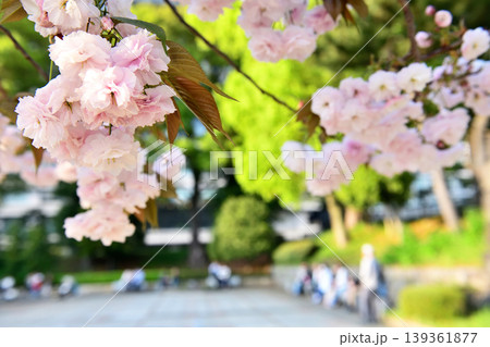 和田倉噴水公園の八重桜とベンチ座って寛ぐ人々 和田倉噴水公園の八重桜とベンチ座って寛ぐ人々 139361877