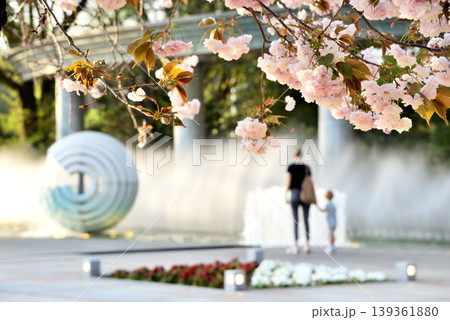 和田倉噴水公園の八重桜と親子 139361880