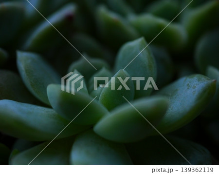自然の花と植物の背景素材 Natural flowers and plants background 139362119