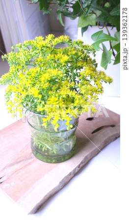 木のプレートに乗せた黄色い花を咲かせた多肉植物の花瓶 139362178