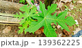 Fresh Green Papaya Leaves with Charming Finger-Shaped Shapes 139362225