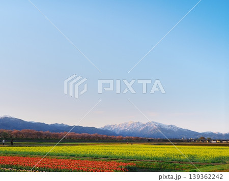 夕照のあさひ舟川「春の四重奏」の菜の花畑から朝日岳を望む 夕照のあさひ舟川「春の四重奏」の菜の花畑から朝日岳を望む 139362242