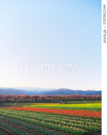 夕照のあさひ舟川「春の四重奏」の菜の花畑から朝日岳を望む 夕照のあさひ舟川「春の四重奏」の菜の花畑から朝日岳を望む 139362244
