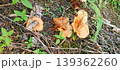 Three Wild Brown Mushrooms on Wet Ground 139362260