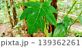Fresh Green Papaya Leaf with Prominent Veins 139362261