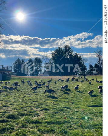 A flock of geese are grazing in a field A flock of geese are grazing in a field 139362347