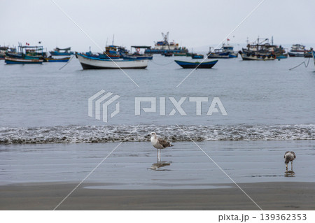 A flock of seagulls are on the beach, with a few boats in the background 139362353