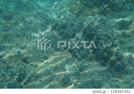 渡嘉敷島 渡嘉敷島 139362362