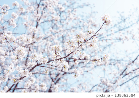 桜咲く 139362384
