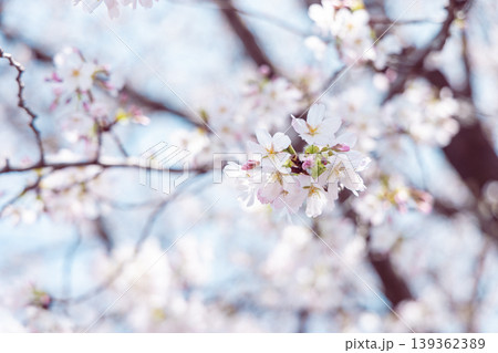 桜咲く 桜咲く 139362389