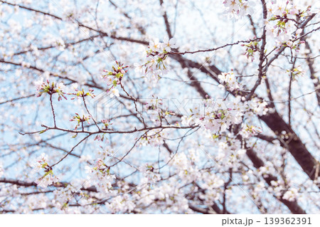 桜咲く 桜咲く 139362391