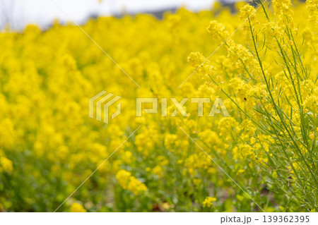 春の訪れを告げる菜の花 139362395