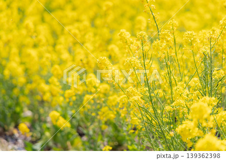 春の訪れを告げる菜の花 139362398