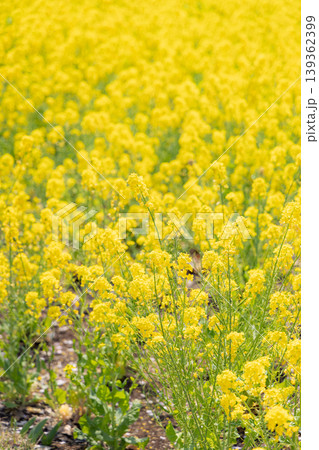 春の訪れを告げる菜の花 春の訪れを告げる菜の花 139362399