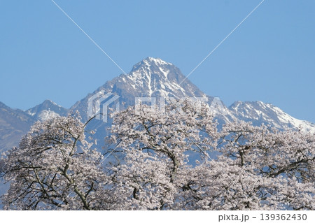 八ヶ岳を背景に満開の桜 八ヶ岳を背景に満開の桜 139362430