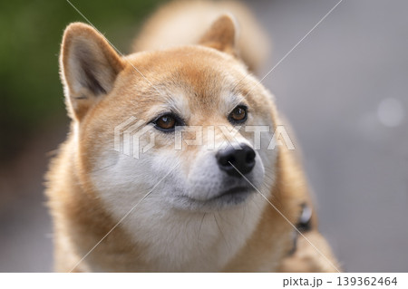 柴犬（5歳の男の子） 139362464