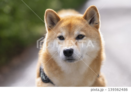 柴犬（5歳の男の子） 139362486