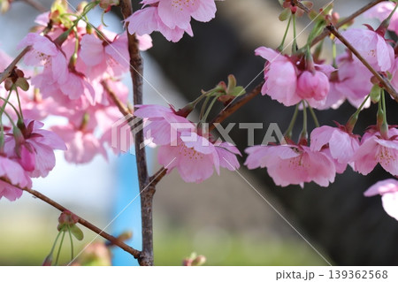早春の公園に咲くピンク色で早咲きのカンヒザクラの花 139362568