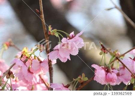 早春の公園に咲くピンク色で早咲きのカンヒザクラの花 139362569