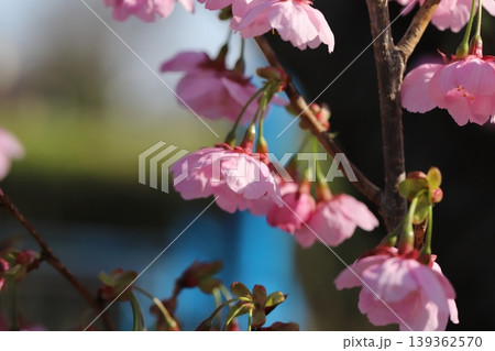早春の公園に咲くピンク色で早咲きのカンヒザクラの花 早春の公園に咲くピンク色で早咲きのカンヒザクラの花 139362570