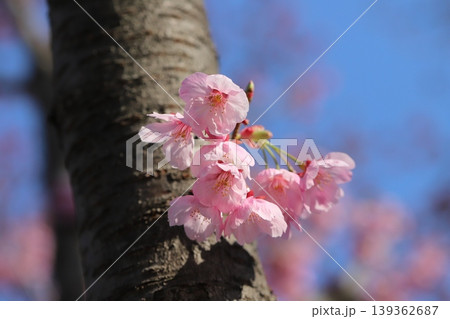 早春の公園に咲くピンク色で早咲きのカンヒザクラの花 早春の公園に咲くピンク色で早咲きのカンヒザクラの花 139362687