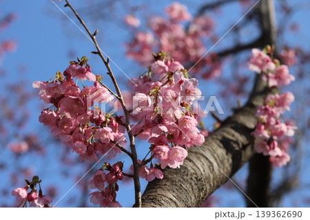 早春の公園に咲くピンク色で早咲きのカンヒザクラの花 早春の公園に咲くピンク色で早咲きのカンヒザクラの花 139362690