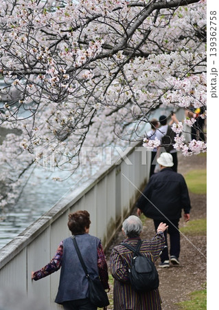 満開の桜並木を散歩する高齢者 穏やかな春の日常 満開の桜並木を散歩する高齢者 穏やかな春の日常 139362758