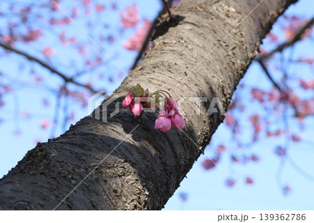 早春の公園に咲く早咲きのカンヒザクラの花が幹から直接生えている様子 139362786